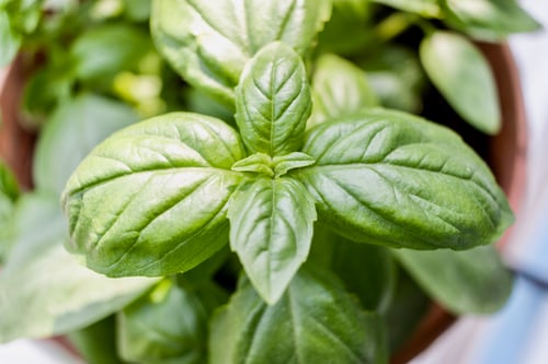 Top 10 Anti-Inflammatory Herbs